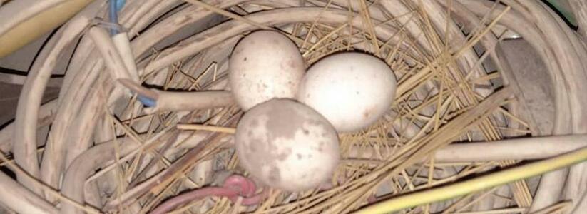 В Новороссийске обнаружили гнездо в трансформаторе (фото)