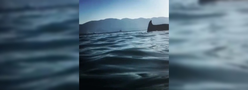 На пляже в Новороссийске дельфин плавал вместе с людьми: тесная встреча запечатлена на видео