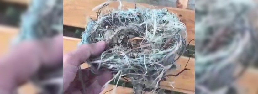 Птица свила гнездо из пластика. Видео появилось в пабликах Новороссийска