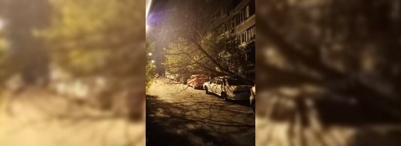 Сломанные деревья и летающие мусорные баки: сегодня ночью в Новороссийске дул норд-ост