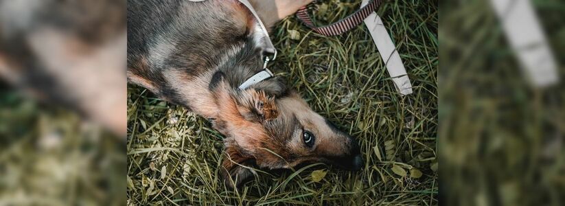 На выходных в Новороссийске пройдет выставка бездомных животных «Найди свое преданное сердце»