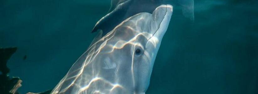 "Держится рядом со своей мамочкой": в Черном море нашли дельфиненка с пятном-сердечком