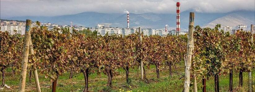 На месте виноградников в Южном районе Новороссийска вырастет жилой массив. Власти обещают, что здесь будет школа и поликлиника
