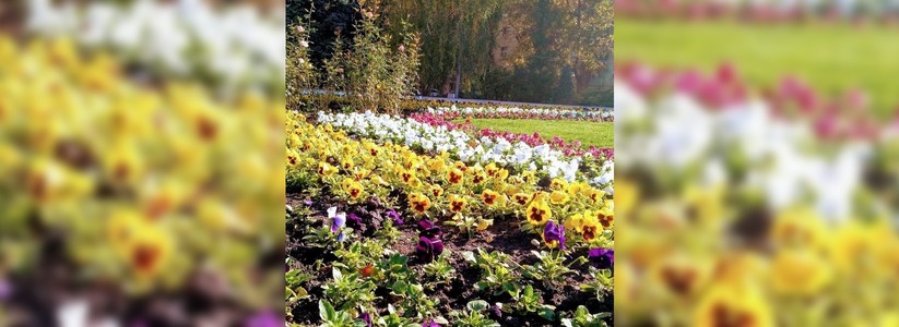 На клумбы Новороссийска высадили более 100 тысяч фиолетовых и ярко-желтых виол