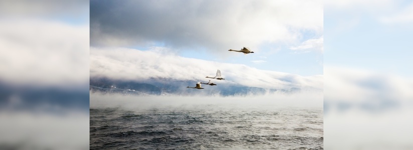 Восхитительный снимок полета лебедей над парящим морем впечатлил новороссийцев