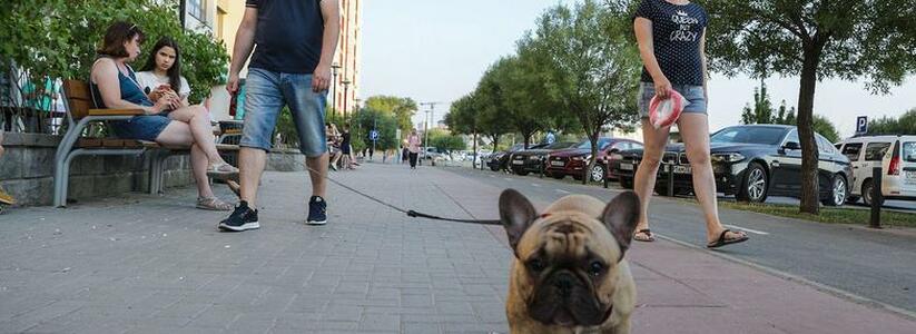 В каждом районе Новороссийска появятся площадки для выгула собак