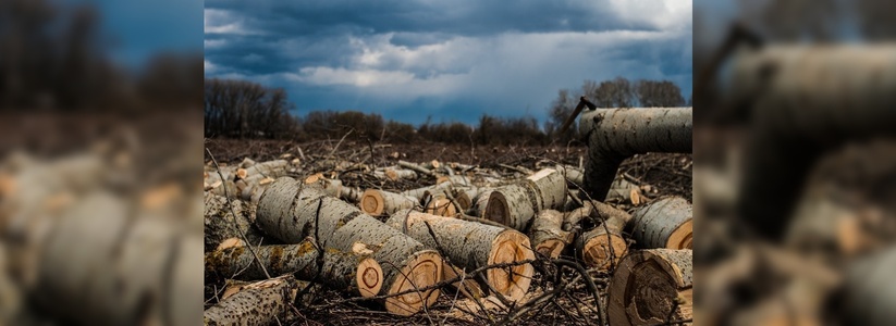 В окрестностях Новороссийска вырублено более 100 кубометров леса