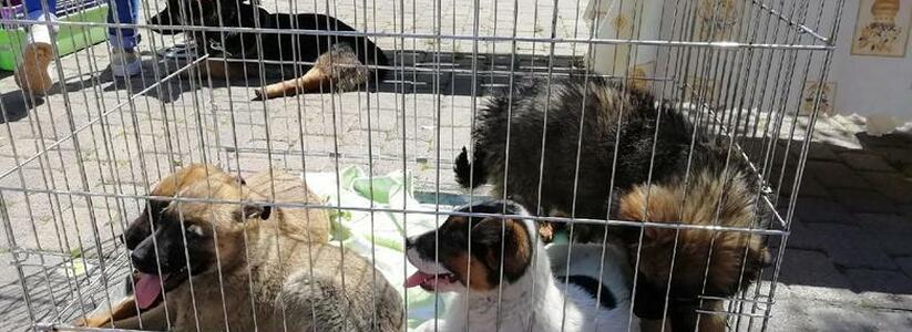Более 10 собак нашли любящих хозяев на щенячей выставке в Новороссийске