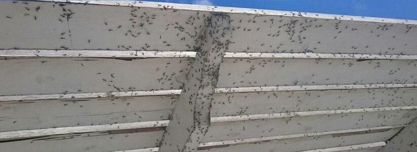 Новороссийск переживает нашествие «малярийных» комаров: тысячи насекомых атакуют квартиры горожан