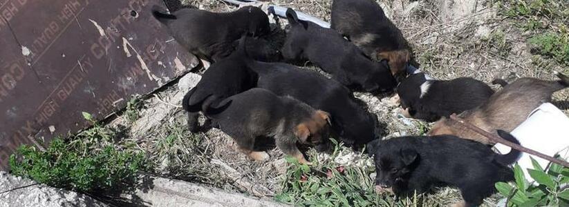 В Новороссийске пропали девять щенков. Зоозащитники уверены, что малышей убили