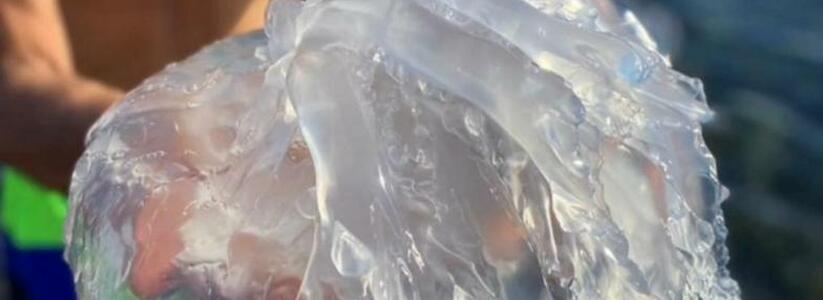 В Черном море у берегов Новороссийска появились гигантские медузы