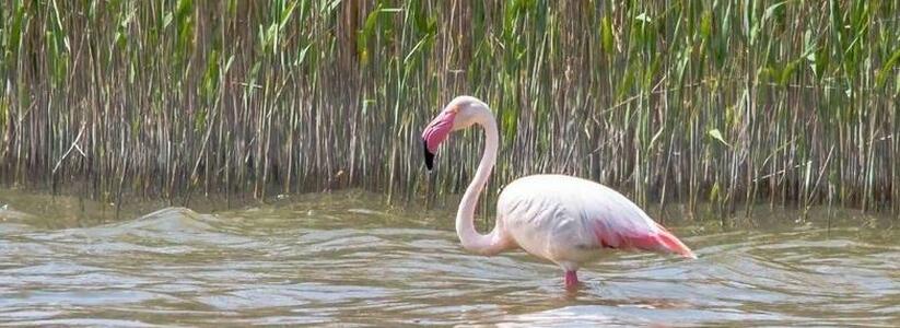"Птичка, беги отсюда, пока не поздно!": что стало с фламинго, прилетевшим в Новороссийск из Африки?