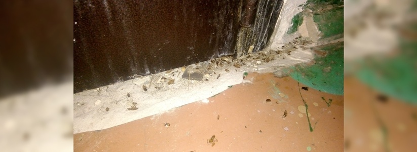 Новороссийцы сфотографировали, как из соседской квартиры ползут полчища тараканов