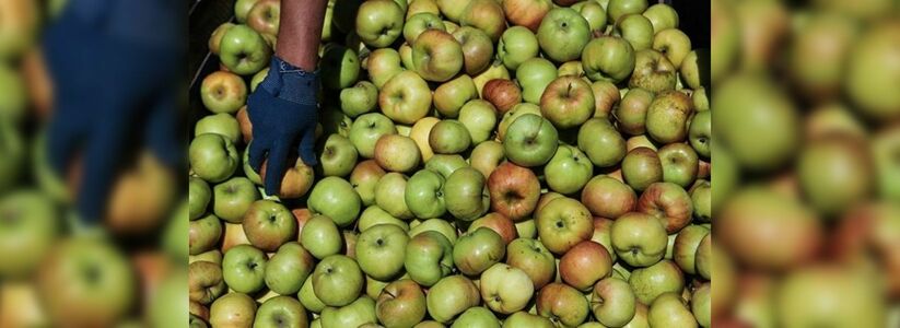 В одном из супермаркетов Новороссийска горожане обнаружили яблоки по цене 1052 рубля за килограмм