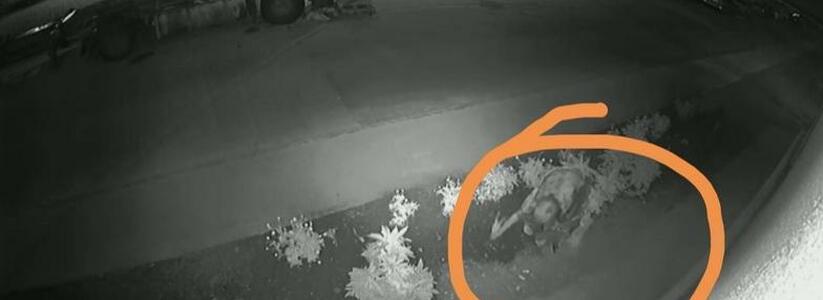 «Чужие юкки особенно прекрасны!»: в Новороссийске женщины под покровом ночи вырвали растения из палисадника