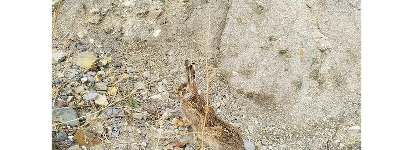 Местные жители обнаружили покалеченного зайца на берегу моря под Новороссийском