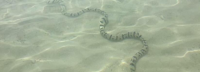 На Суджукской косе в Новороссийске в море вместе с отдыхающими купается змея (видео)