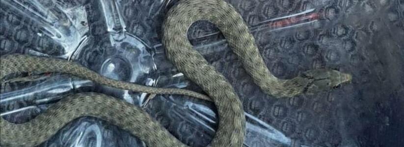 Под Новороссийском спасателям пришлось снимать змею с елки