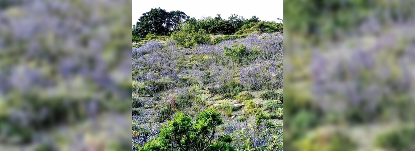 Не хуже Прованса: жительница Новороссийска обнаружила пряное поле цветущего шалфея в пригороде