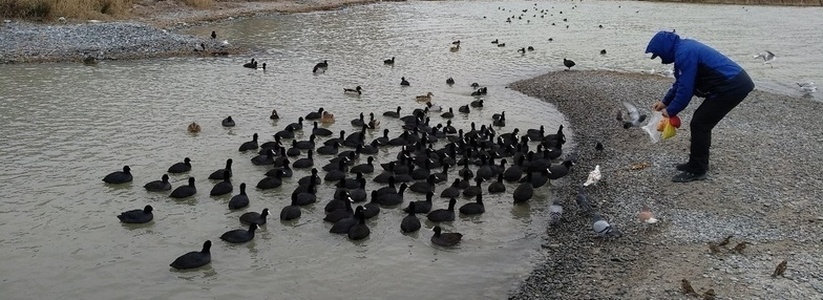«Они очень голодные». Жительница Новороссийска призывает подкармливать  диких уток и лебедей (но только не хлебом)