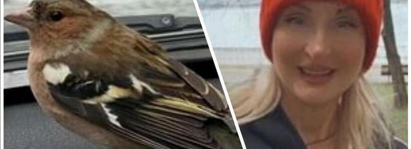 «Он сел мне на голову, как будто моя шапка – гнездо!»: жительница Новороссийска спасла от смерти замерзающего зяблика
