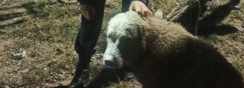 В Новороссийске спасли кавказскую овчарку, провалившуюся в колодец с водой