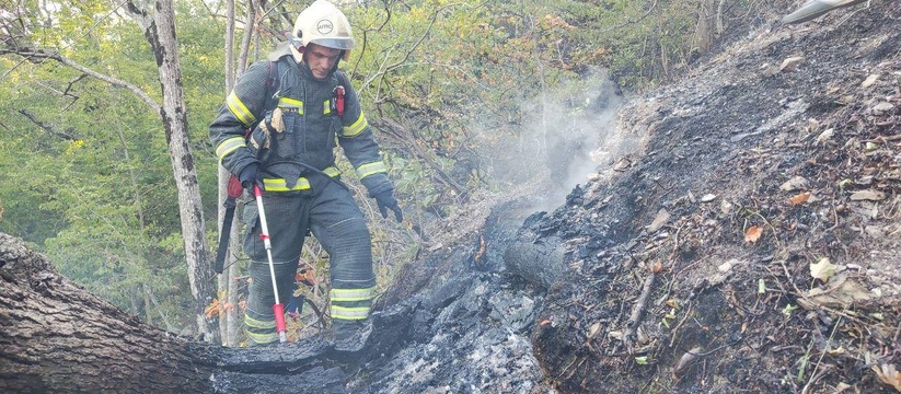 В Геленджике продолжают искать очаги пожара, который уничтожил 118 гектаров леса