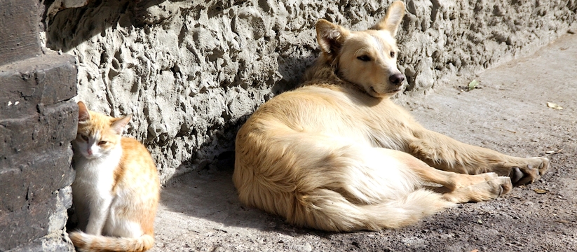На Кубани запретят кормить и гладить бездомных собак и кошек до 2029 года