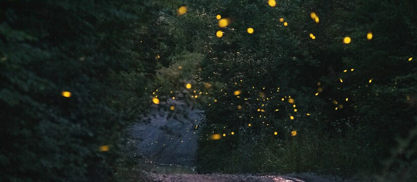 Фотограф из Новороссийска сделала уникальные снимки светлячков.&laquo;Светлячковые тропинки.