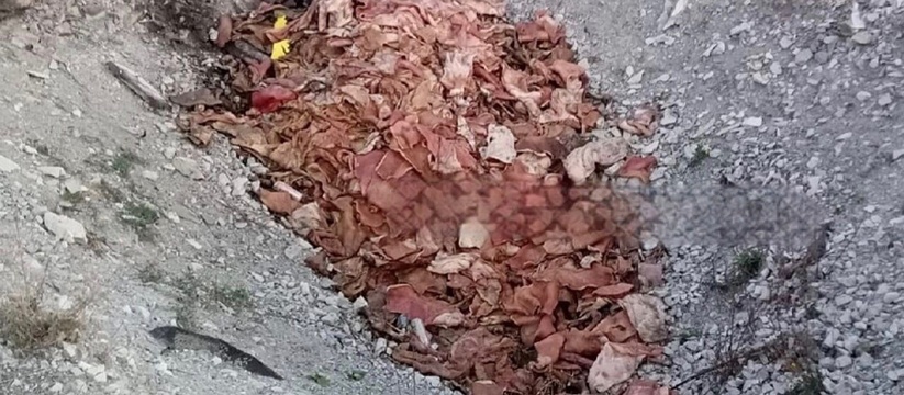 Под Новороссийском в поселке Верхнебаканском местные жители обнаружили карьер с останками свиней 