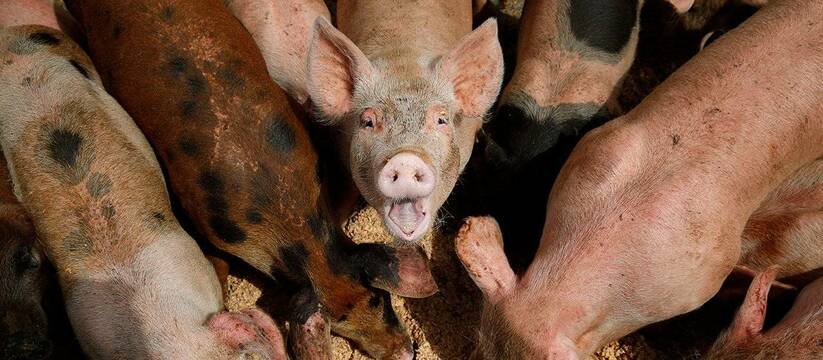 В магазинах Кубани обнаружили мясо, зараженное африканской чумой. Ранее чуму свиней нашли в хозяйстве бывшего губернатора Ткачева 