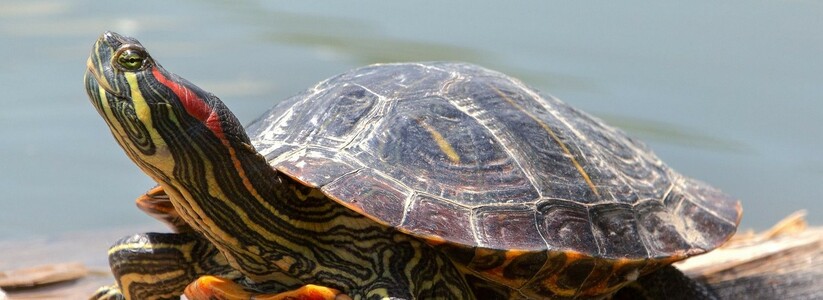 В Цемесской бухте найдена красноухая черепаха. Почему это нехорошо?