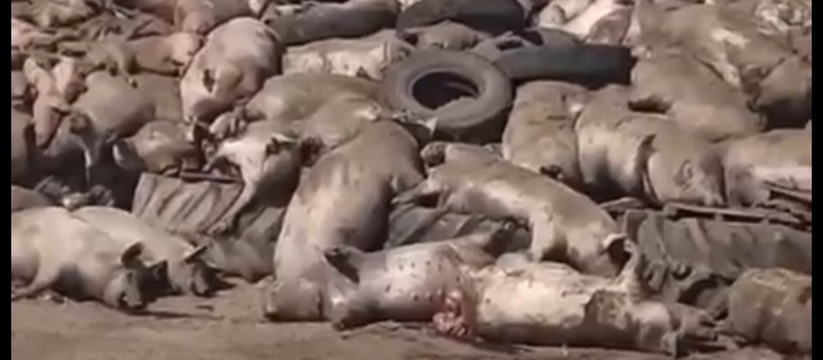«Поголовье мертвых свиней свалена в кучу с покрышками»: на ферме Ткачева ввели карантин из-за африканской чумы