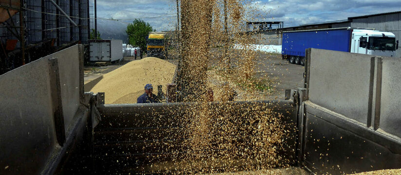 В Новороссийске и Туапсе начнут отгружать зерно в Африку для помощи людям