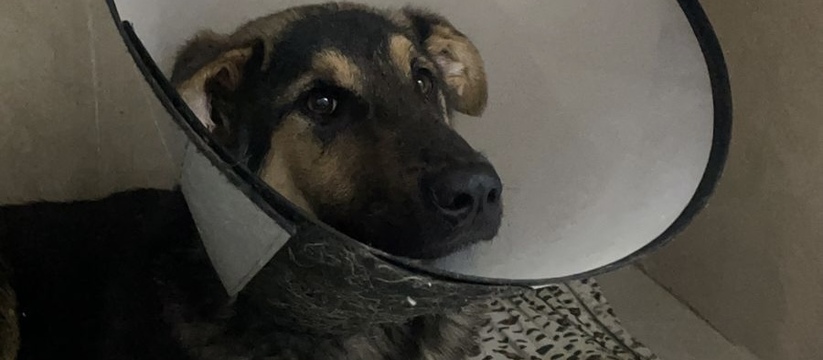 «Он гниет заживо!»:  хозяин отказался от изгрызанного питбулем щенка - новороссийские волонтеры пытаются спасти животное 