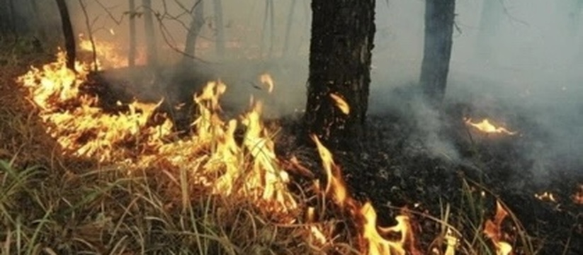 На Кубани продлили запрет на въезд в леса до 19 июля. Об этом сообщили в региональном министерстве природных ресурсов.