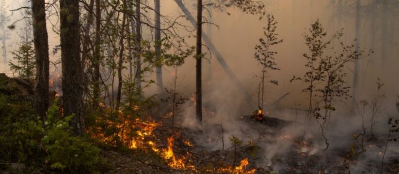 В Новороссийске ввели ограничение на посещение лесов до 13 октября 