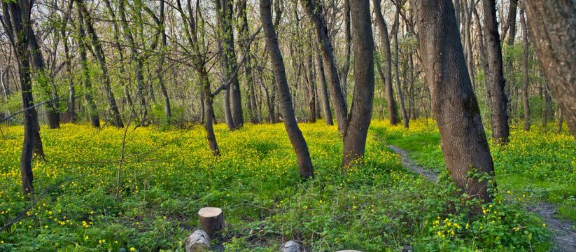 «Ломать - не строить!»: чтобы вернуть пять гектаров леса в состав памятника природы «Цемесская роща» в Новороссийске, нужны деньги, которых сейчас нет