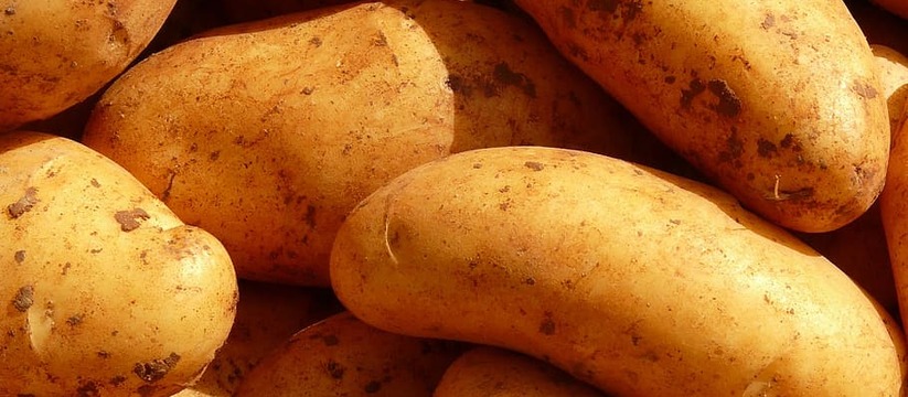 Сульфат аммония является одним из наиболее популярных азотных удобрений, активно используемых для улучшения роста и качества картофеля.