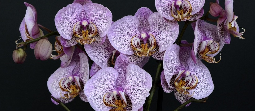 Орхидеи, эти утонченные цветы, способны привнести в дом элегантность и красоту.
