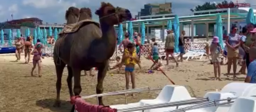 Полиция и зоозащитники против. 11 июня туристы и местные жители заметили на одном из пляжей Анапы верблюда.
