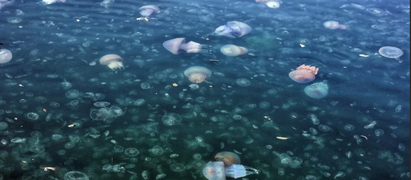 Туристы сняли на видео миграцию гигантских медуз в районе Большого Утриша