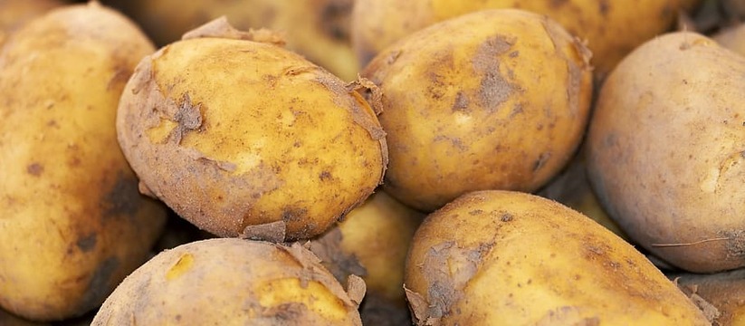 Сульфат аммония является одним из наиболее популярных азотных удобрений, активно используемых для улучшения роста и качества картофеля.