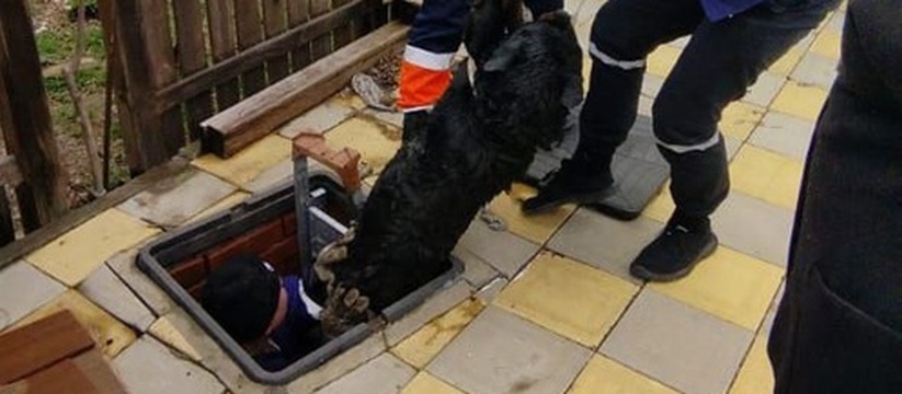 Спасатели Новороссийска достали собаку из септика