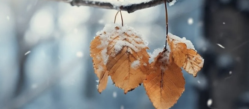 Самый теплый декабрь: синоптики рассказали о погоде в начале зимы