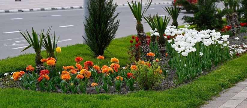 Подрядчик совсем скоро приступит к озеленению города.В 2024 году в Новороссийске высадят более 700 тысяч цветов.