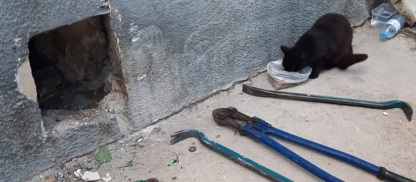 «Из-за недовольных жильцов дома в подвале умирают животные»: скандальные подробности причины пикетов активистов у здания прокуратуры в Новороссийске 