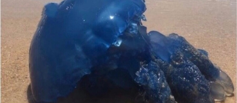 Под Новороссийском на пляже отдыхающие обнаружили гигантскую синюю медузу