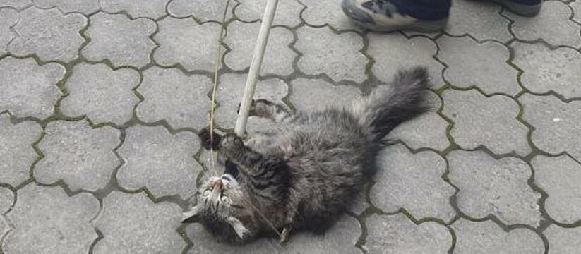В Новороссийске спасателям пришлось выдворять кота из офисного здания