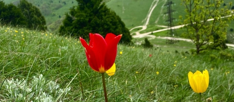 В горах Новороссийска зацвели тюльпаны Шренка и тонколистные пионы: 10 ярких фото